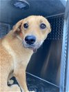 adoptable Dog in phoenix, AZ named TOOTS