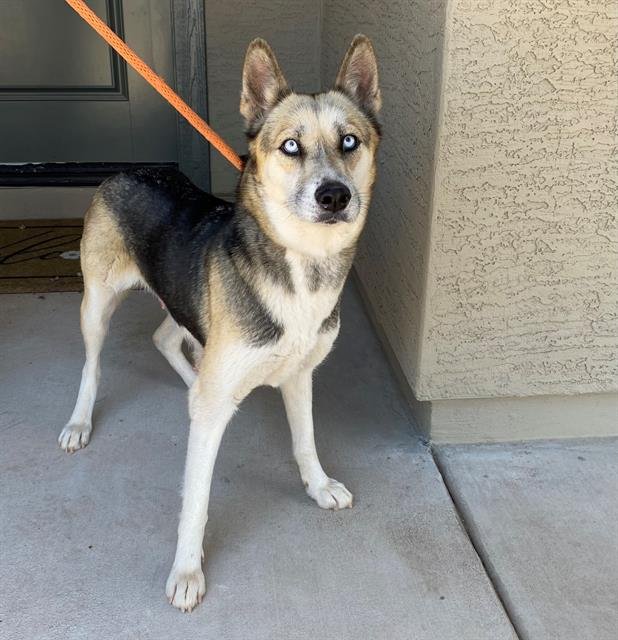adoptable Dog in Phoenix, AZ named ELENA