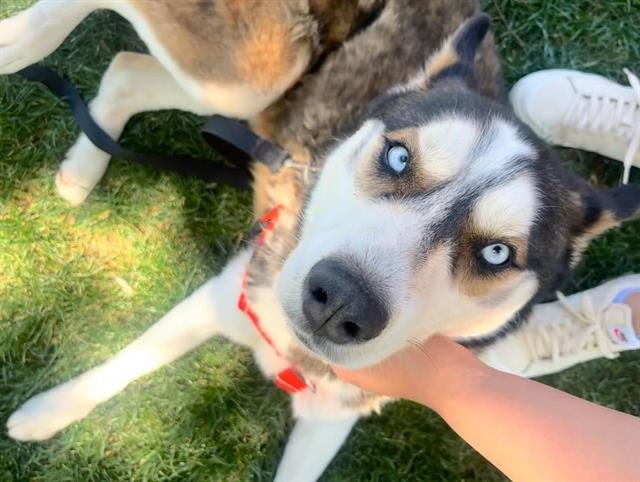 adoptable Dog in Phoenix, AZ named DAMON