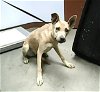 adoptable Dog in , AZ named FRANNY