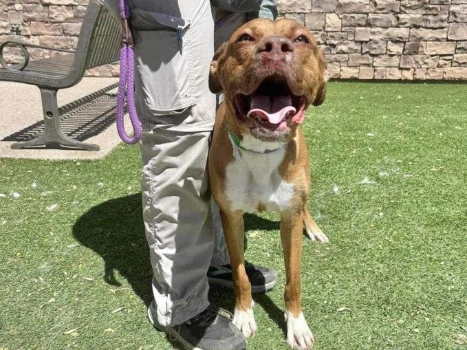 adoptable Dog in Phoenix, AZ named TIFF