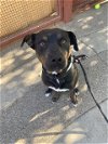adoptable Dog in  named BAZ