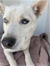 adoptable Dog in phoenix, AZ named RIVER