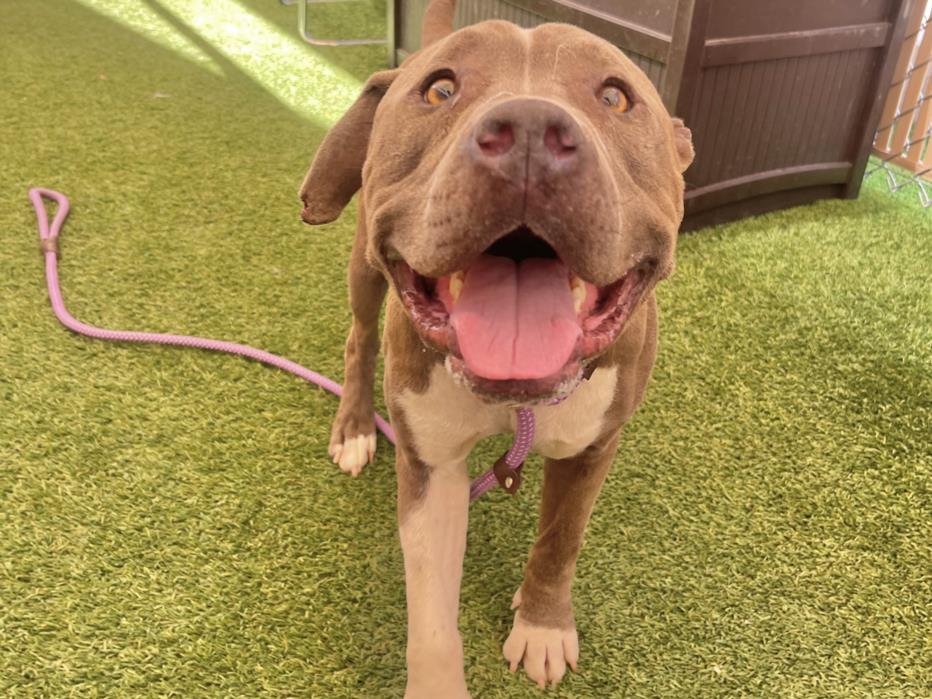 adoptable Dog in Phoenix, AZ named STEVIE