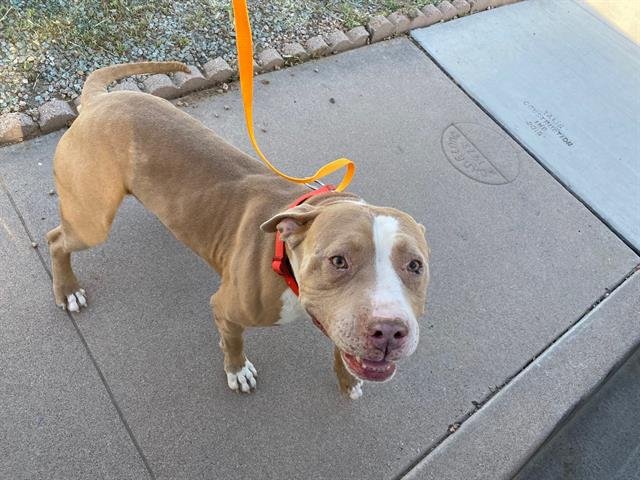 adoptable Dog in Phoenix, AZ named MURRAY
