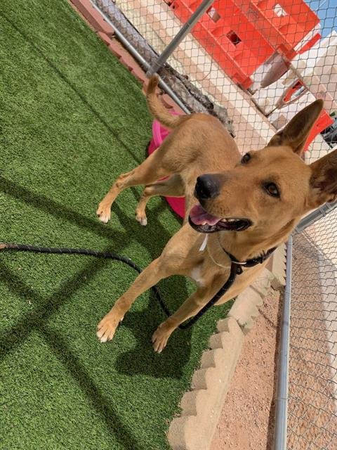 adoptable Dog in Phoenix, AZ named GIRLY