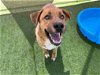adoptable Dog in  named ANTHONY