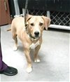 adoptable Dog in , AZ named KEN