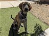 adoptable Dog in phoenix, AZ named TORETTO