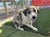 adoptable Dog in phoenix, AZ named RONALD