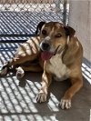 adoptable Dog in  named STAR