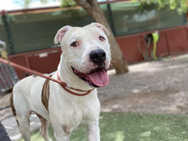 adoptable Dog in Phoenix, AZ named GONZALES