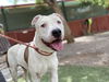 adoptable Dog in Phoenix, AZ named GONZALES