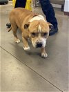 adoptable Dog in  named DERWIN