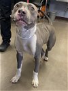 adoptable Dog in  named TREY