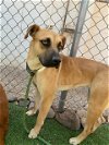 adoptable Dog in  named GOOSEY