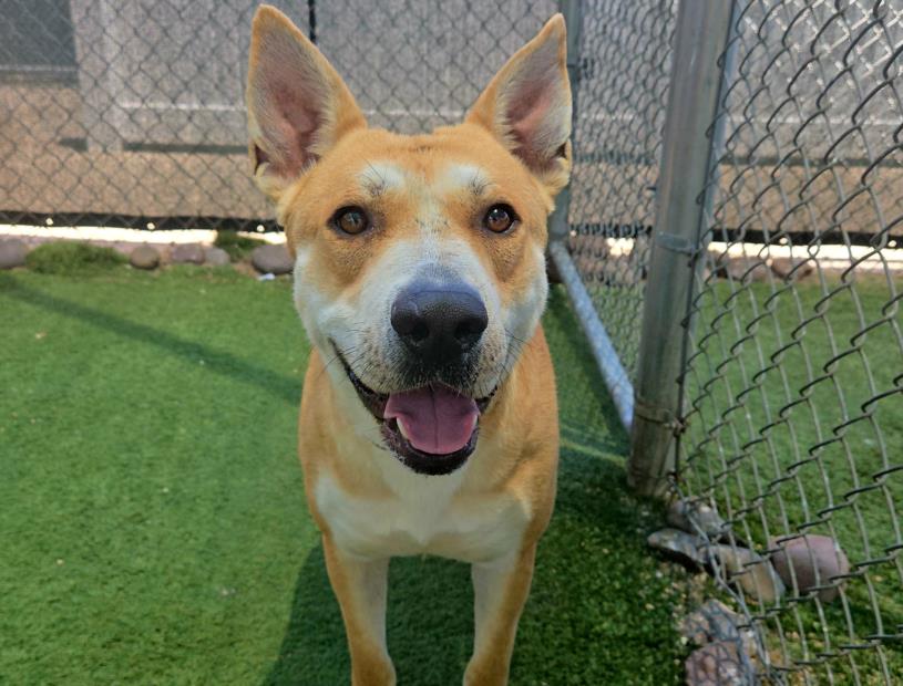 adoptable Dog in Phoenix, AZ named OREGON