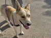 adoptable Dog in Phoenix, AZ named BRIDGER