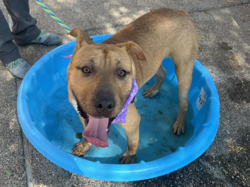 adoptable Dog in Phoenix, AZ named CHECKERS