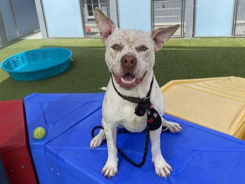 adoptable Dog in Phoenix, AZ named BRIGGS