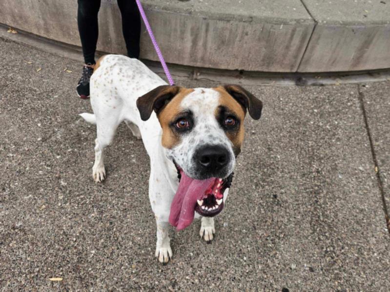 adoptable Dog in Phoenix, AZ named STANFORD