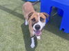 adoptable Dog in Phoenix, AZ named ARLO