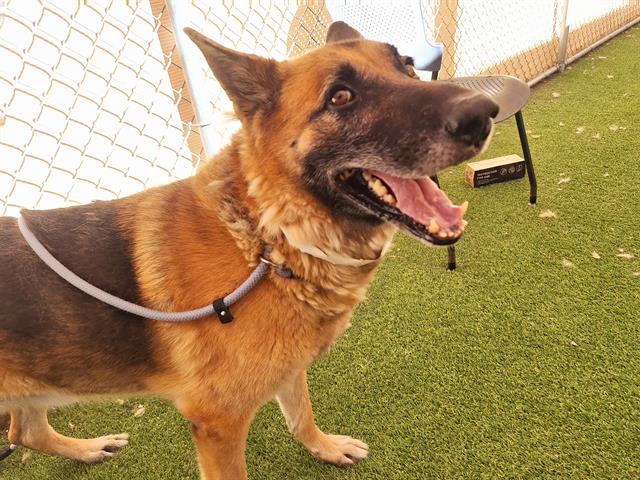 adoptable Dog in Phoenix, AZ named ARGUS