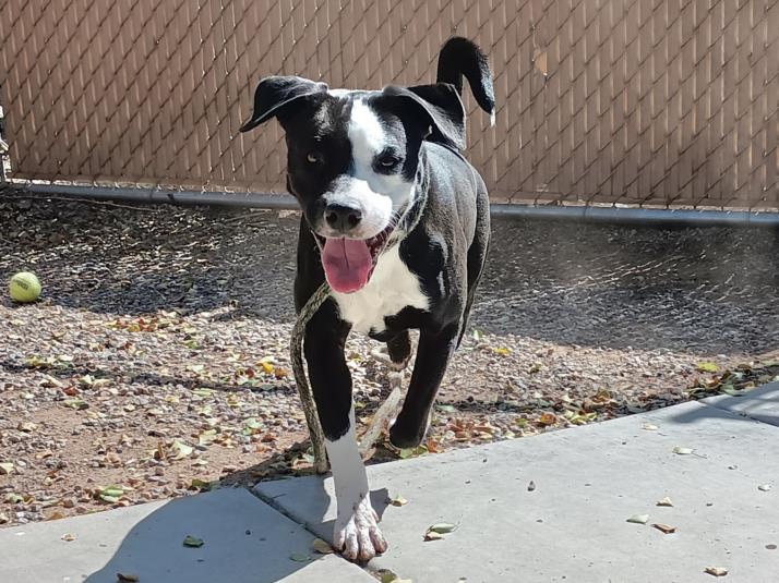 adoptable Dog in Phoenix, AZ named TAI