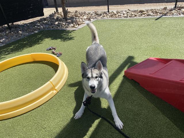 adoptable Dog in Phoenix, AZ named BRADY