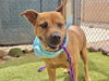 adoptable Dog in Phoenix, AZ named JENNY