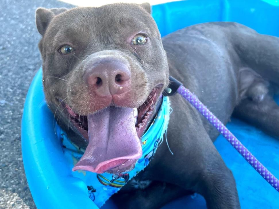 adoptable Dog in Phoenix, AZ named BERNIE