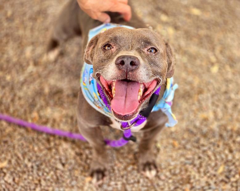 adoptable Dog in Phoenix, AZ named GUS GUS