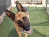 adoptable Dog in Phoenix, AZ named ROCKET