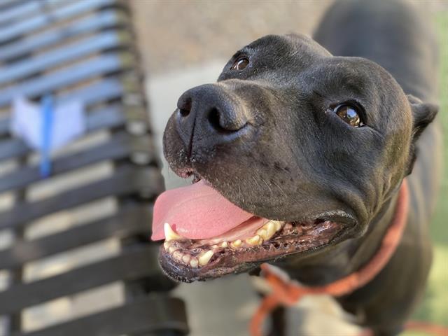 adoptable Dog in Phoenix, AZ named PRITZY