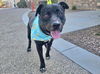 adoptable Dog in Phoenix, AZ named SOLOMAN