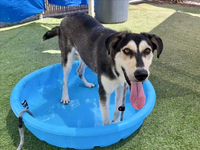 adoptable Dog in Phoenix, AZ named ALFREDO