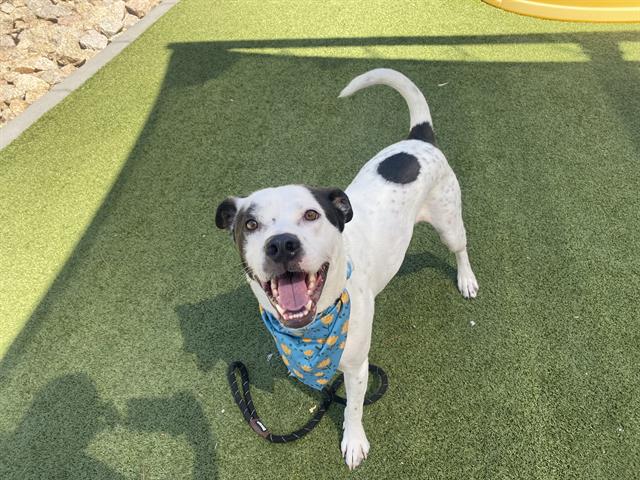 adoptable Dog in Phoenix, AZ named CAIN