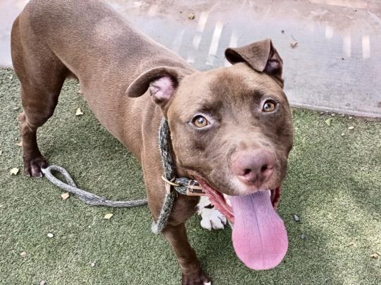 adoptable Dog in Phoenix, AZ named MONGO