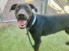 adoptable Dog in Phoenix, AZ named DIOR