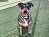 adoptable Dog in Phoenix, AZ named BLUE GIRL