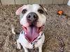 adoptable Dog in Phoenix, AZ named SAVY