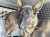 adoptable Dog in Phoenix, AZ named MAL