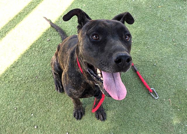 adoptable Dog in Phoenix, AZ named BERTRAND