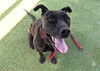 adoptable Dog in Phoenix, AZ named BERTRAND