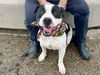 adoptable Dog in Phoenix, AZ named JORGY