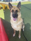 adoptable Dog in Phoenix, AZ named LAUREN