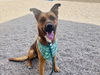 adoptable Dog in Phoenix, AZ named FROTO