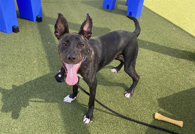 adoptable Dog in Phoenix, AZ named CALF