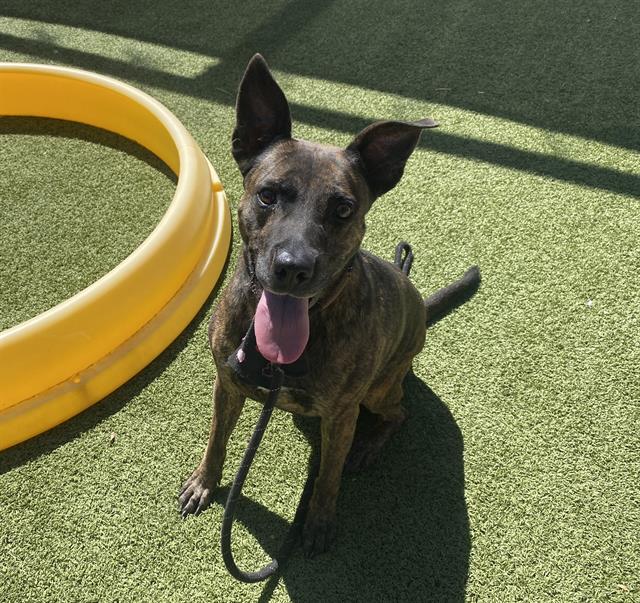 adoptable Dog in Phoenix, AZ named GALVA