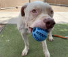 adoptable Dog in Phoenix, AZ named HUGHIE